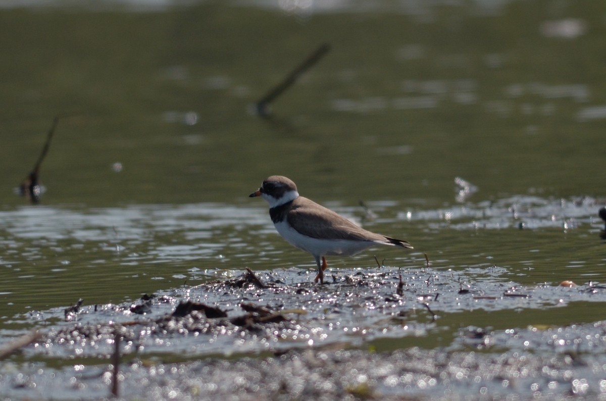 Semipalmated Plover - Nathaniel Sharp