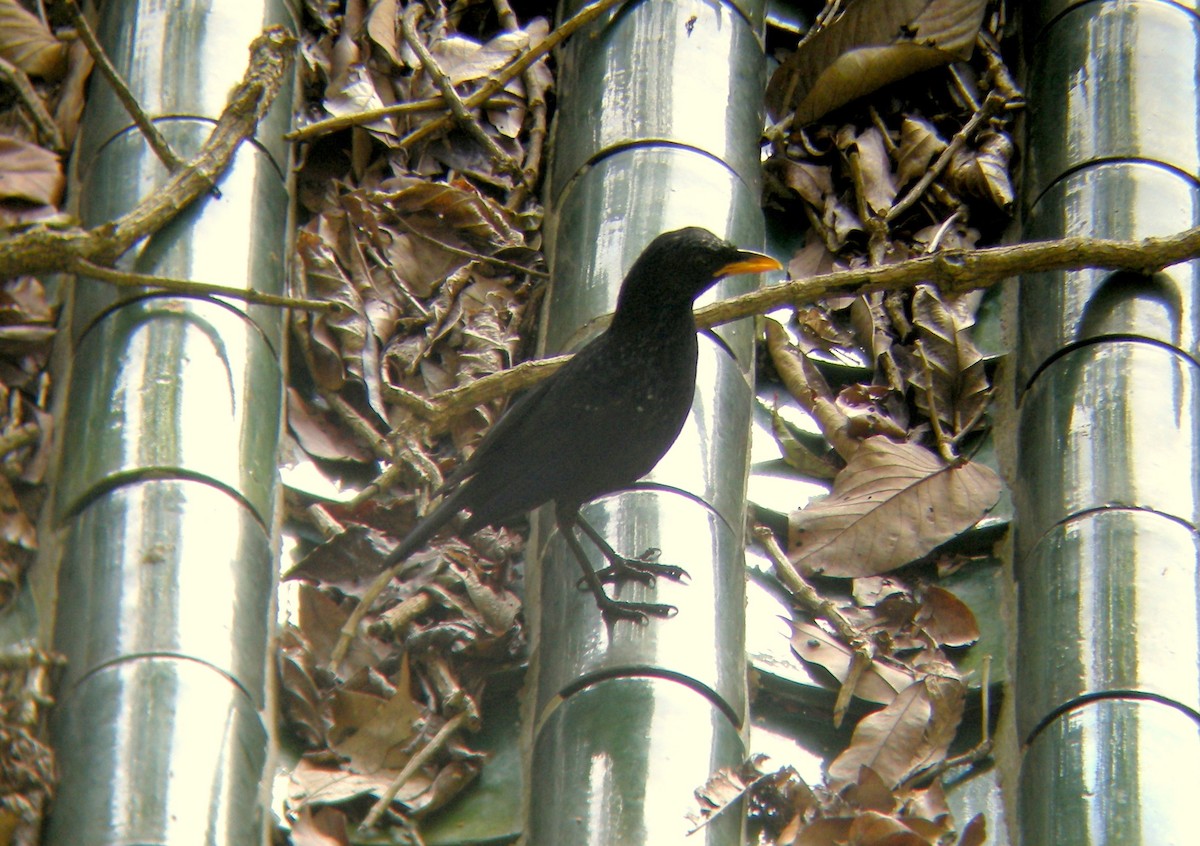 Blue Whistling-Thrush (Yellow-billed) - ML293084591