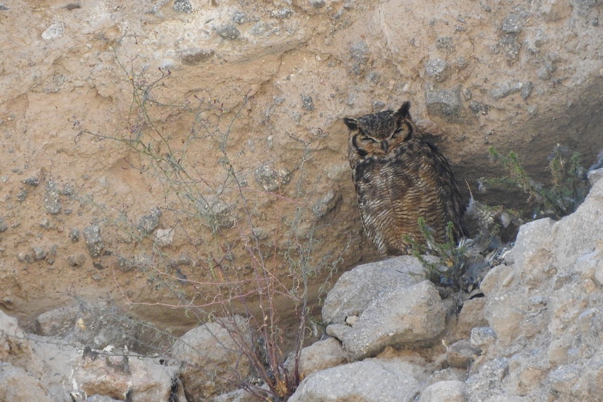 Lesser Horned Owl - ML293088091