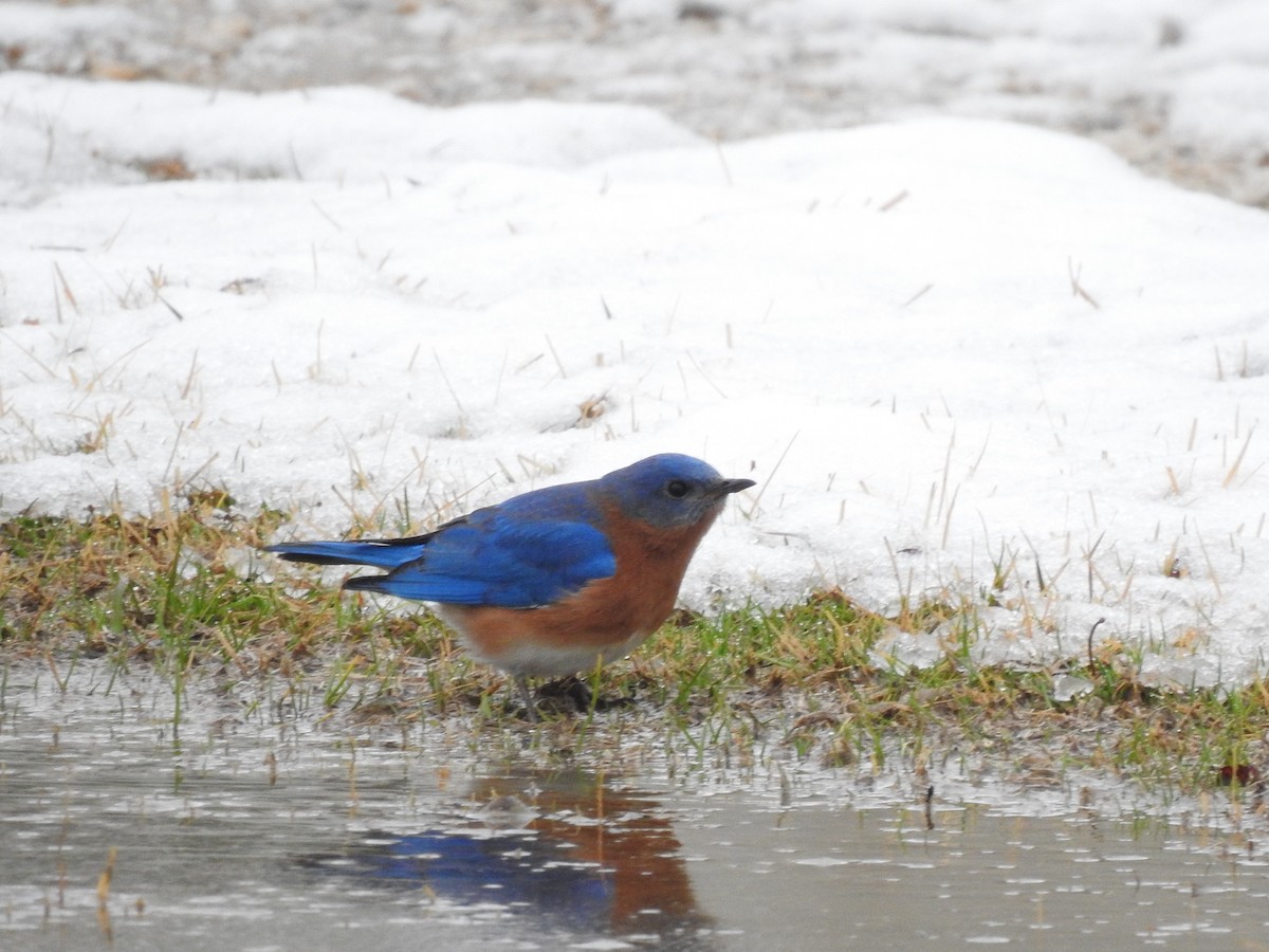 Eastern Bluebird - ML293088321