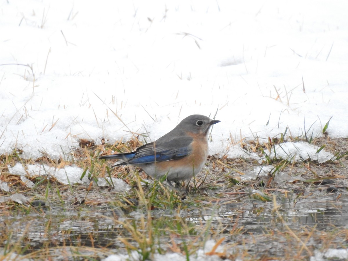 Eastern Bluebird - ML293089051