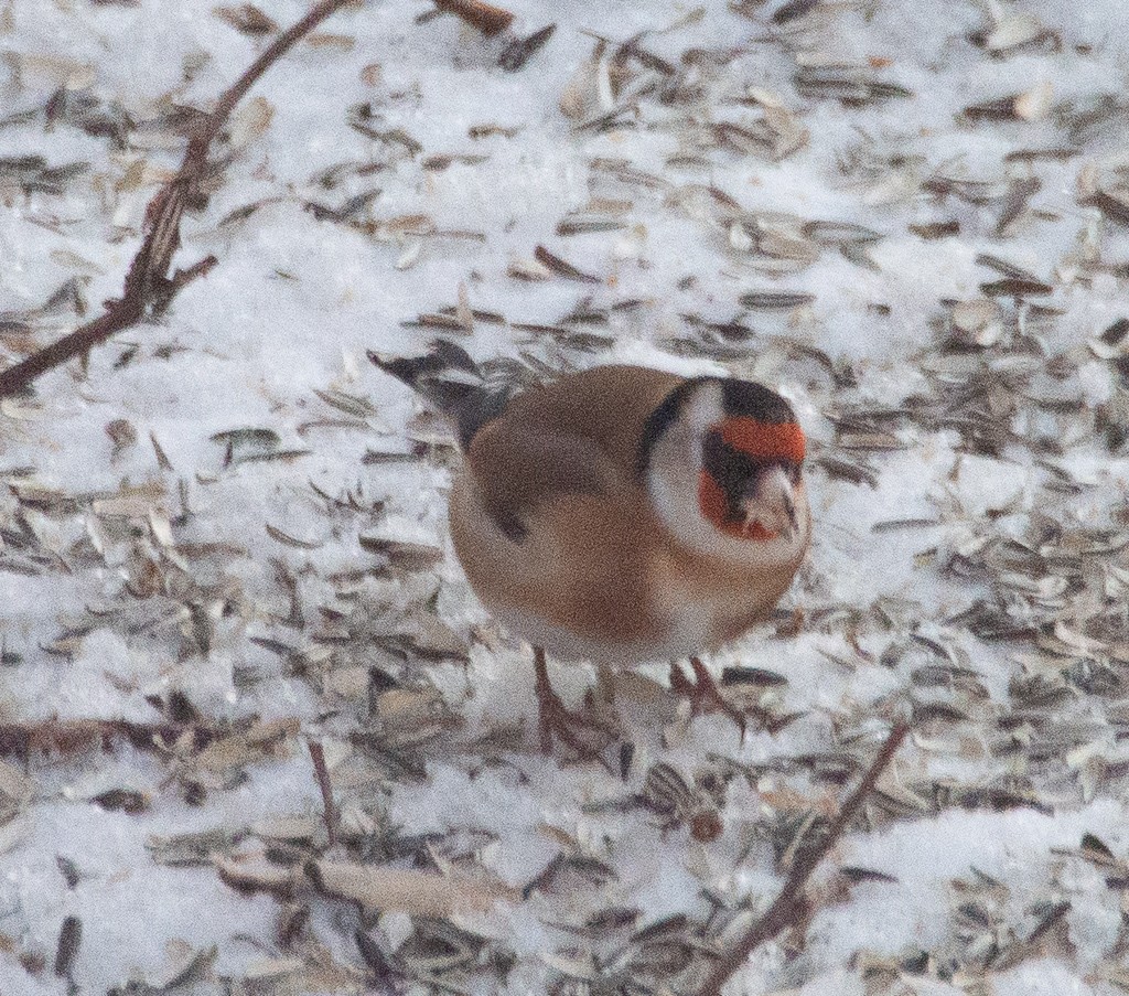 European Goldfinch - ML293089841