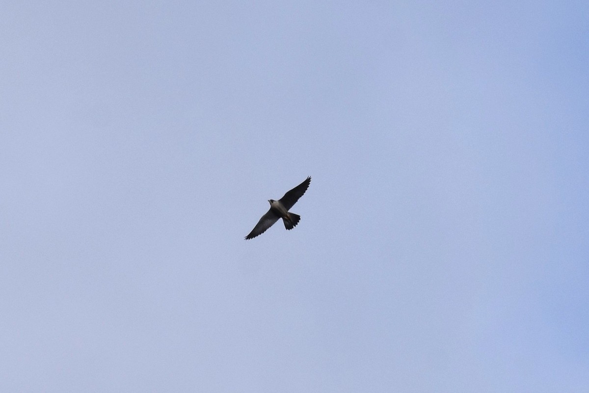 Peregrine Falcon - ML293089981