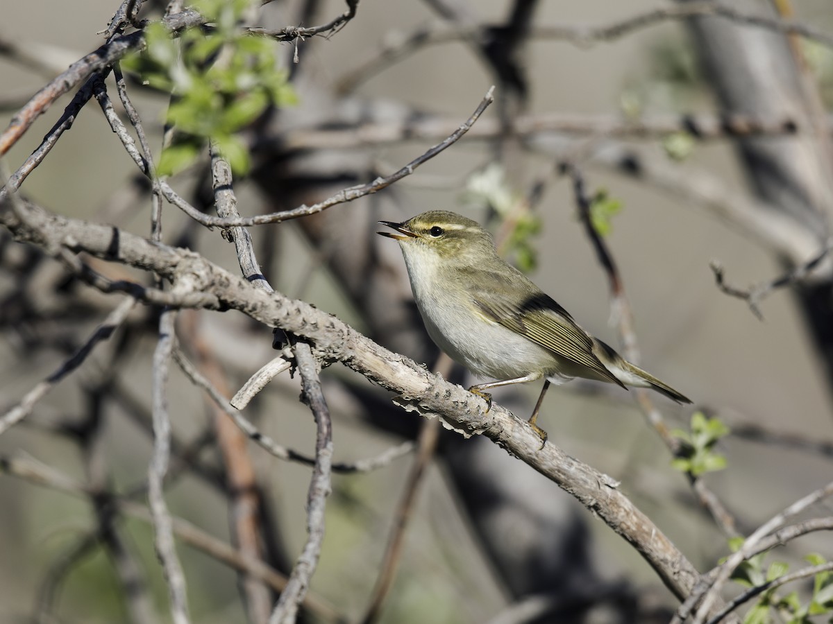 Mosquitero Boreal - ML293090071