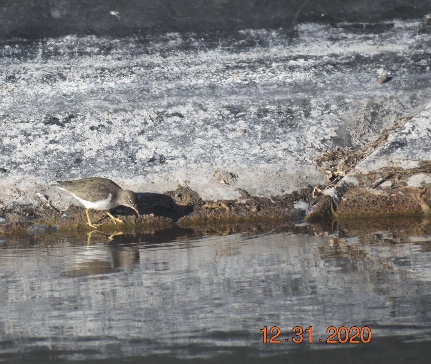 Spotted Sandpiper - ML293090391