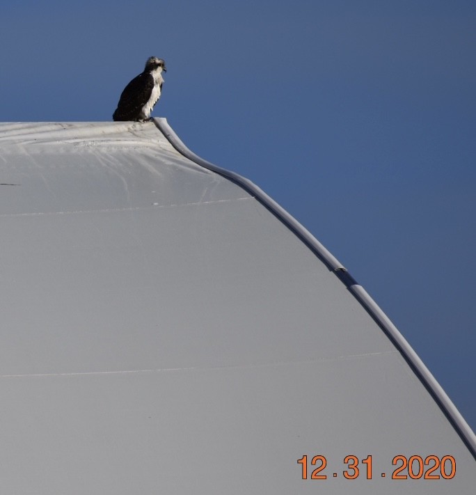 Osprey - ML293090461