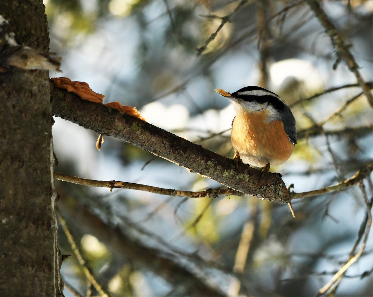 Red-breasted Nuthatch - ML293090951