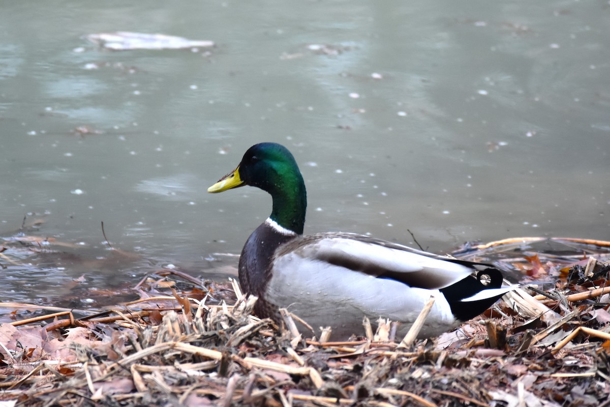 Mallard - ML293091601