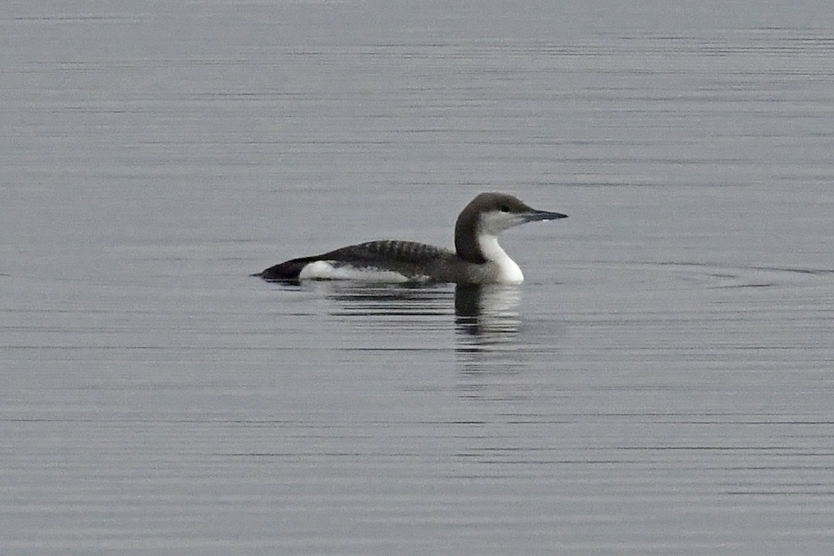 Arctic Loon - Gerd Schön