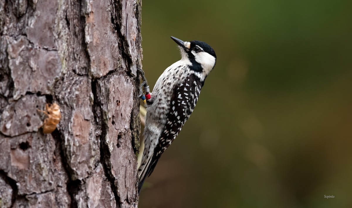 Red-cockaded Woodpecker - Shailesh Pinto