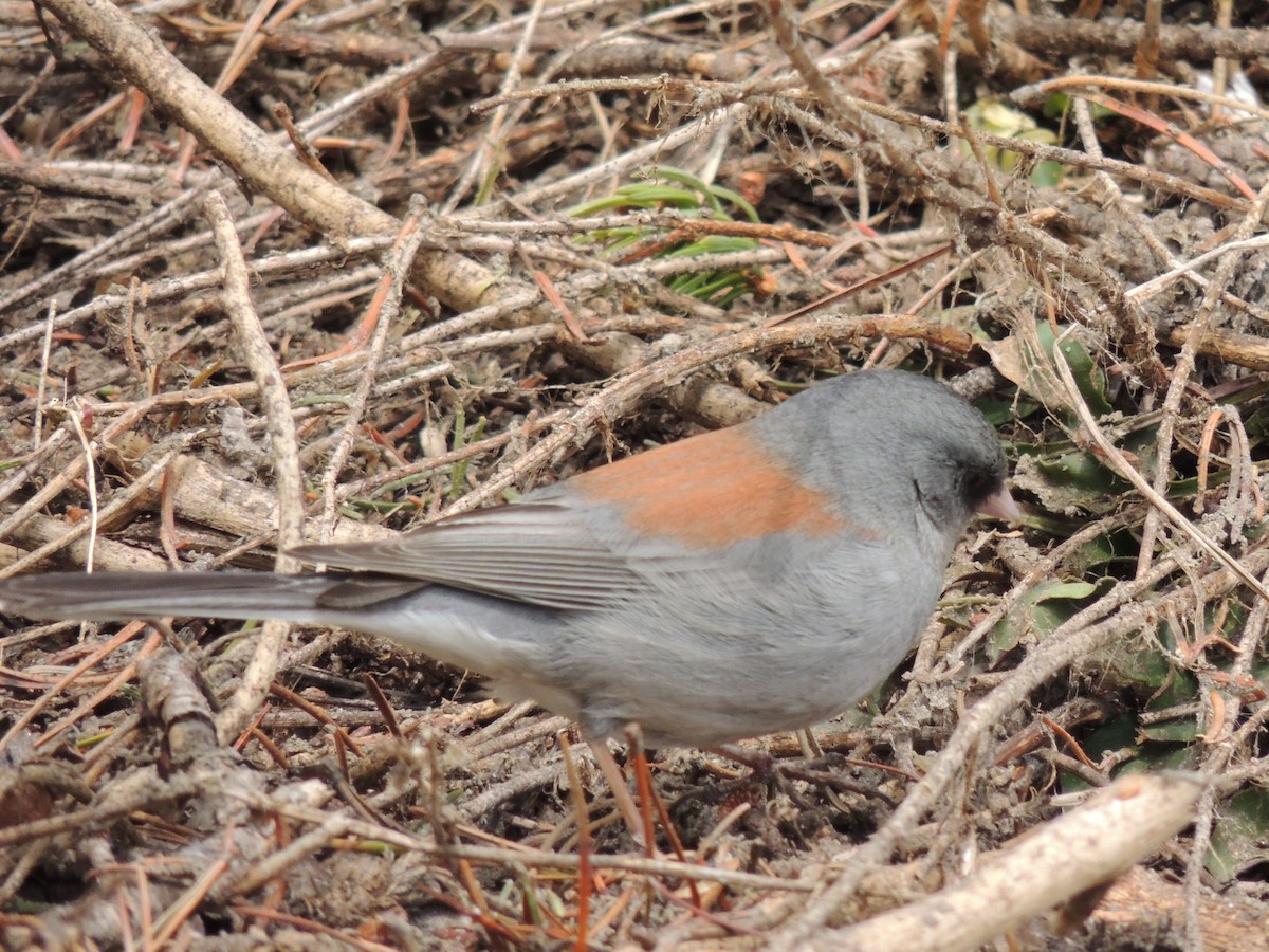 Dark-eyed Junco (Gray-headed) - ML29309821