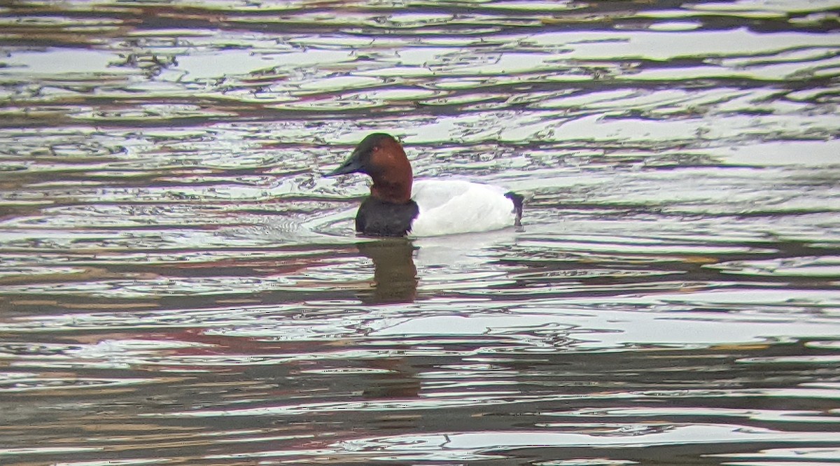 Canvasback - ML293098481