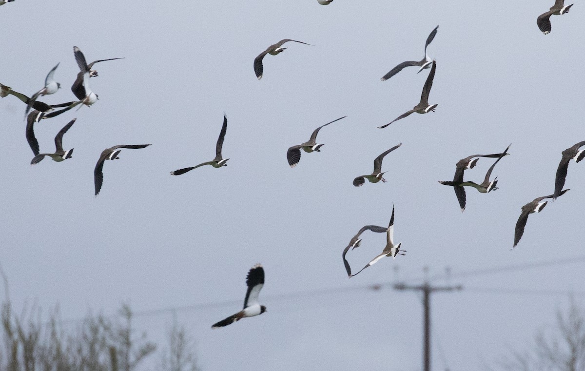 Sociable Lapwing - ML293099061