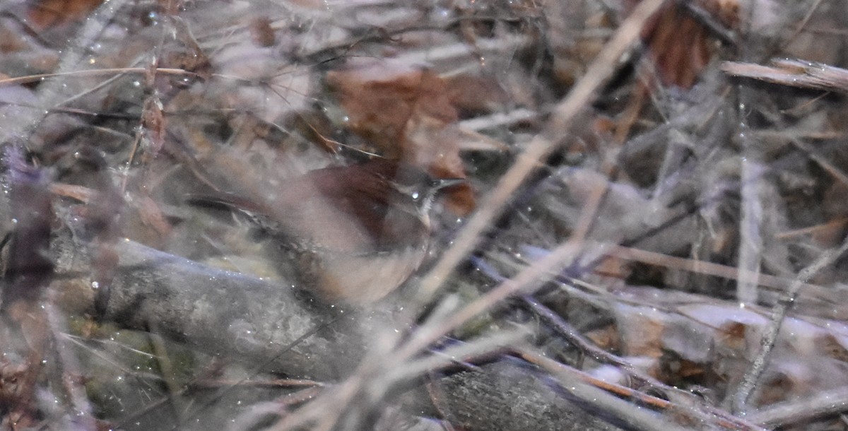 Carolina Wren - ML293100581