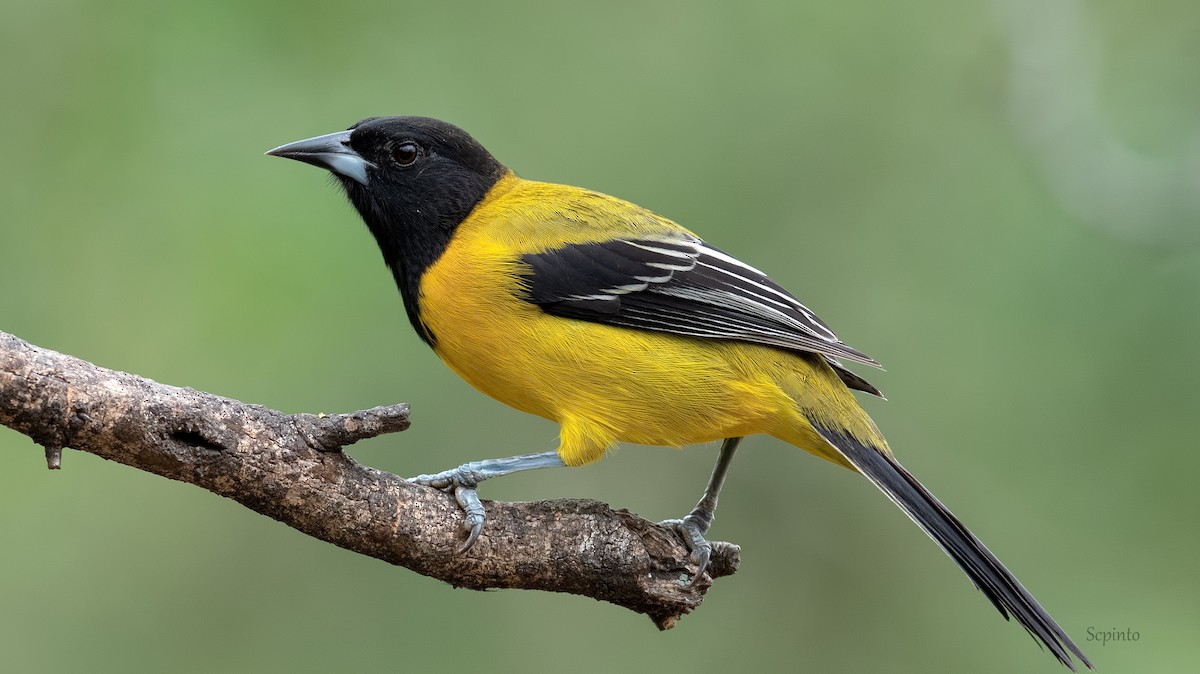 Audubon's Oriole - Shailesh Pinto