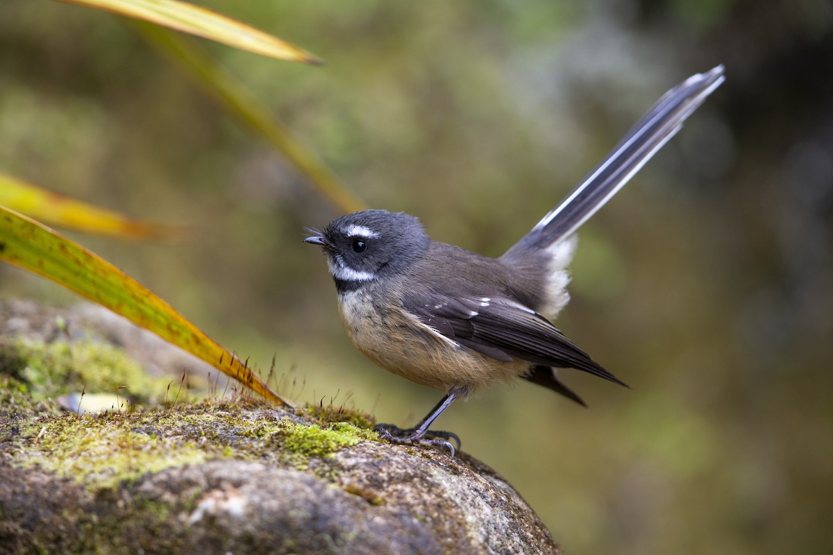 New Zealand Fantail - ML293101541