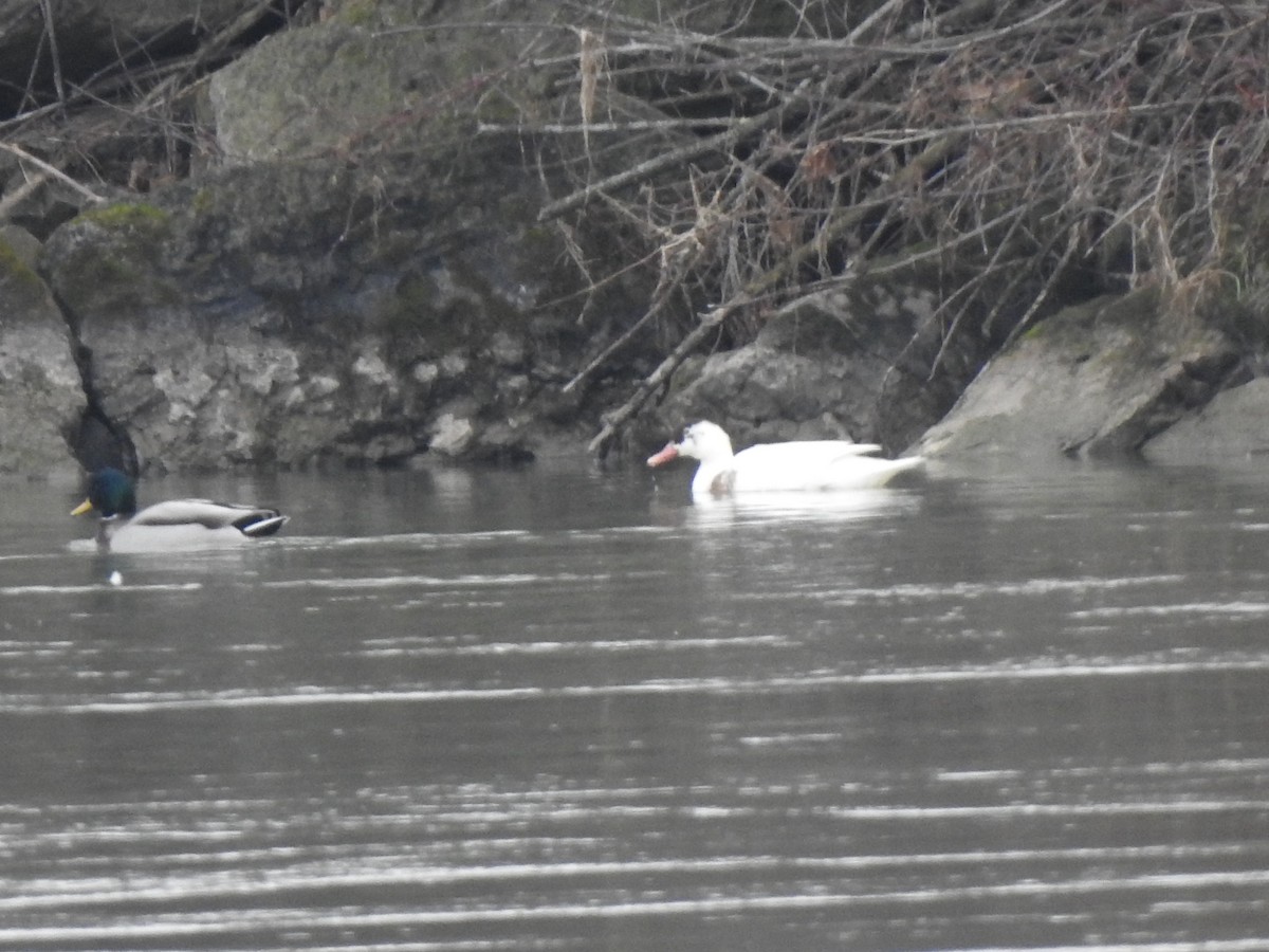 Mallard (Domestic type) - ML293102921