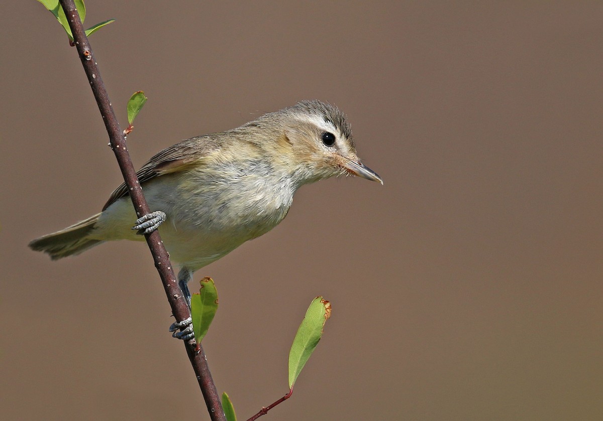 Western Warbling Vireo - michael carmody