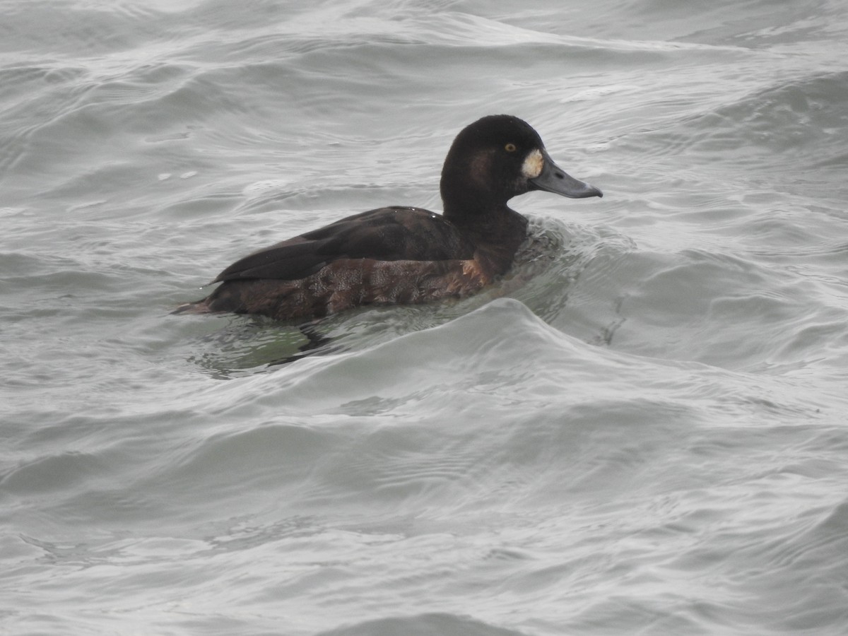 Greater Scaup - ML293103071