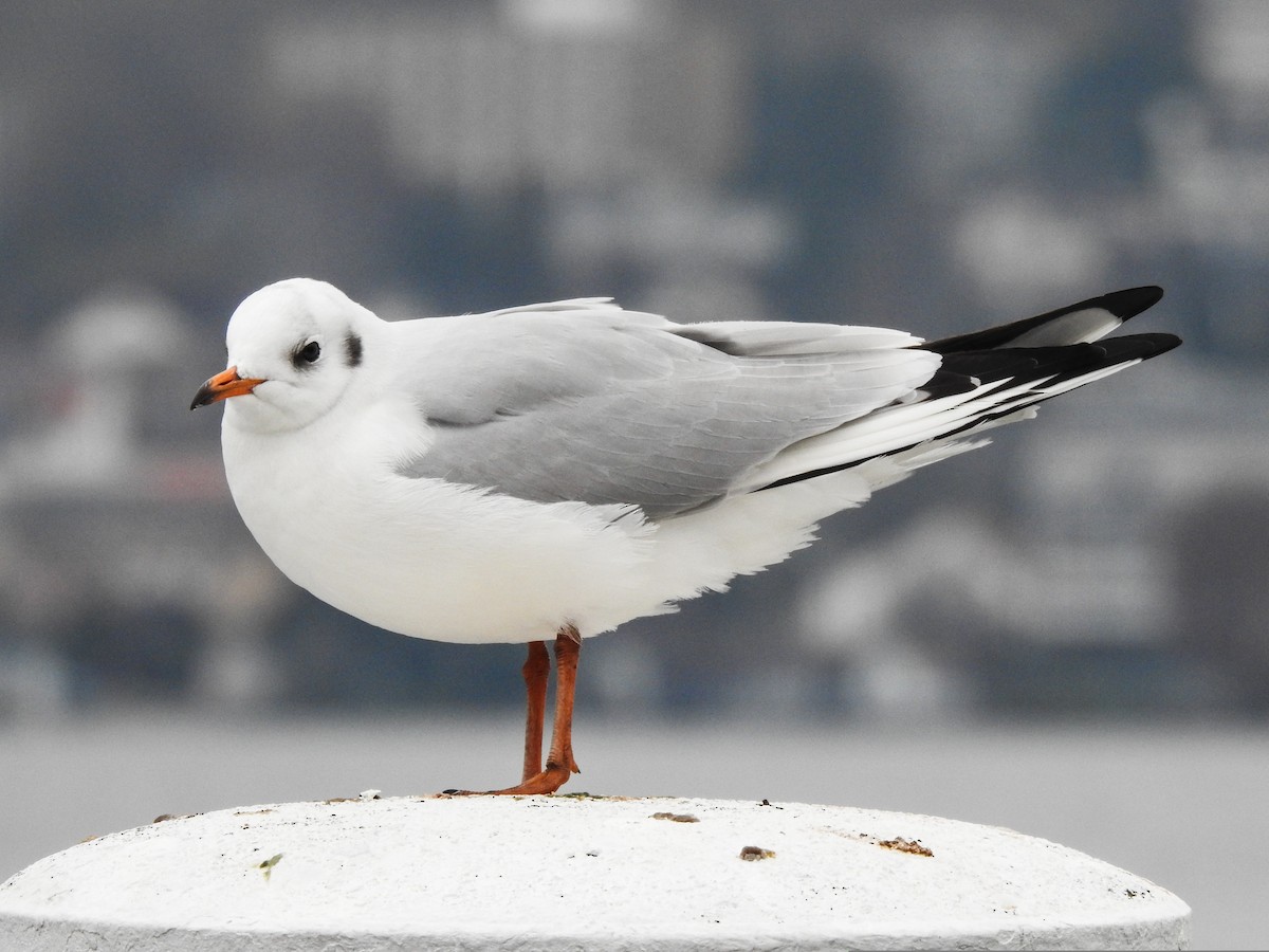 Mouette rieuse - ML293104801
