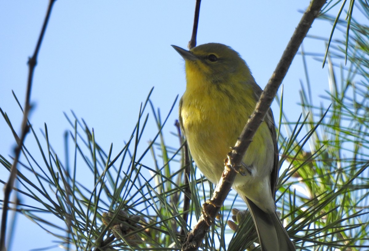 Pine Warbler - ML293106271