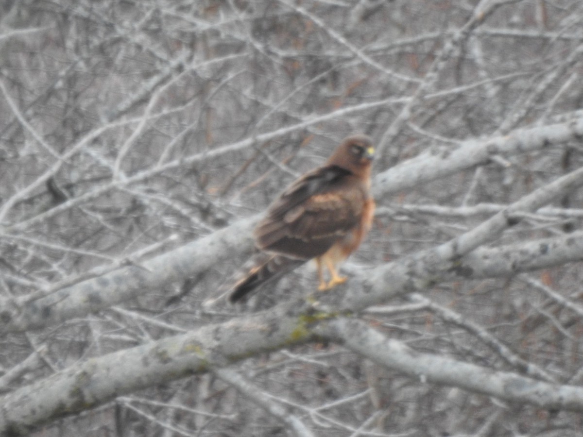 Northern Harrier - ML293108121