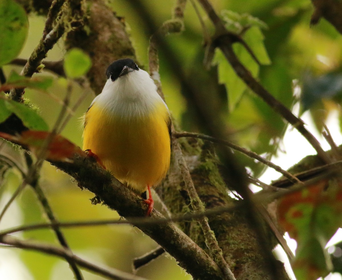 White-collared Manakin - ML293108511