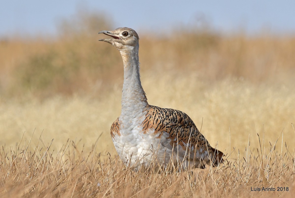 Great Bustard - ML293108831