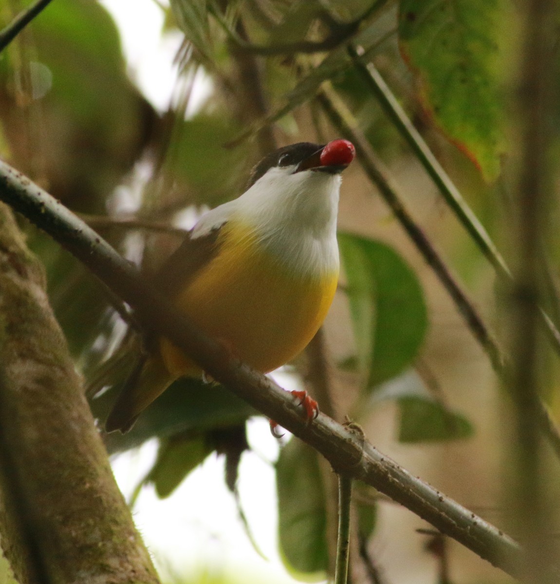 White-collared Manakin - ML293109161