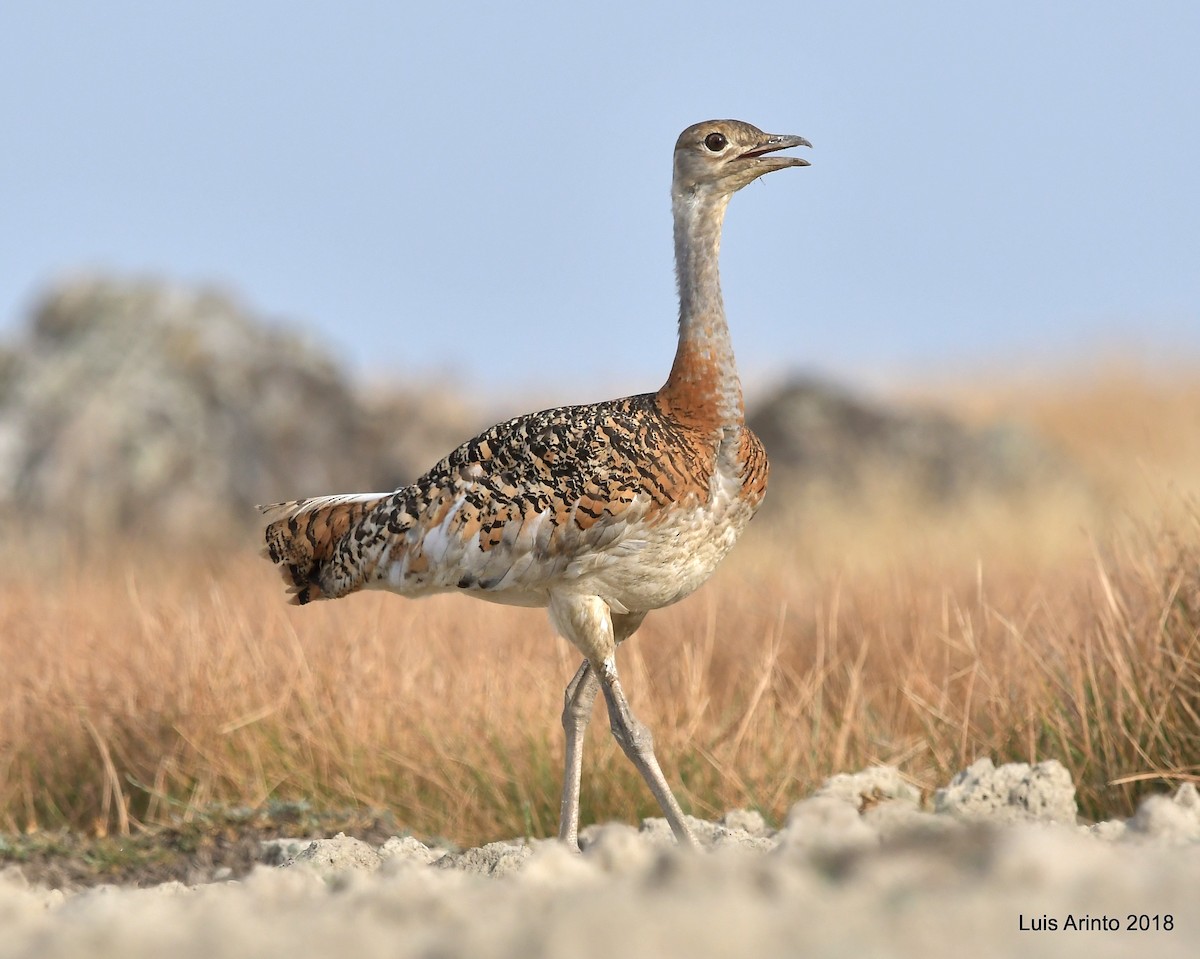 Great Bustard - ML293109521