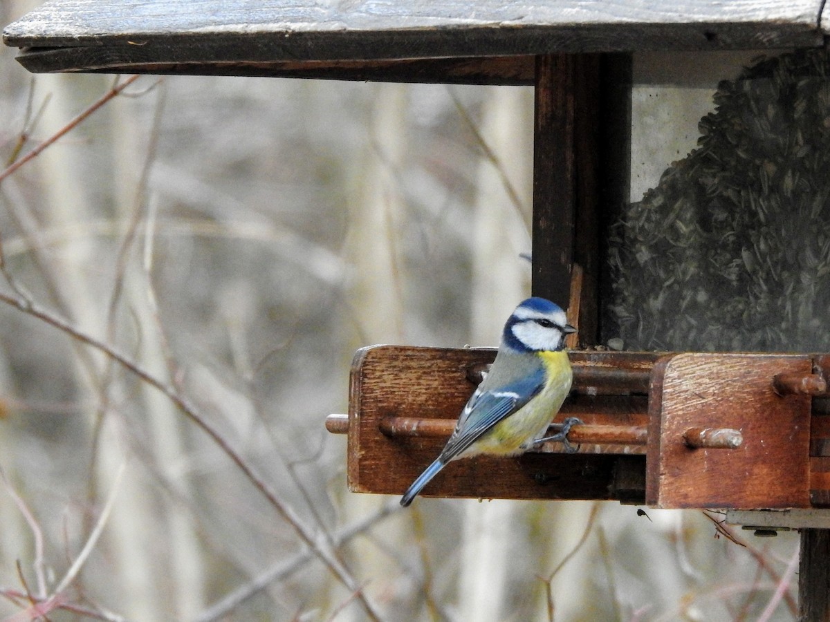 Eurasian Blue Tit - ML293110491