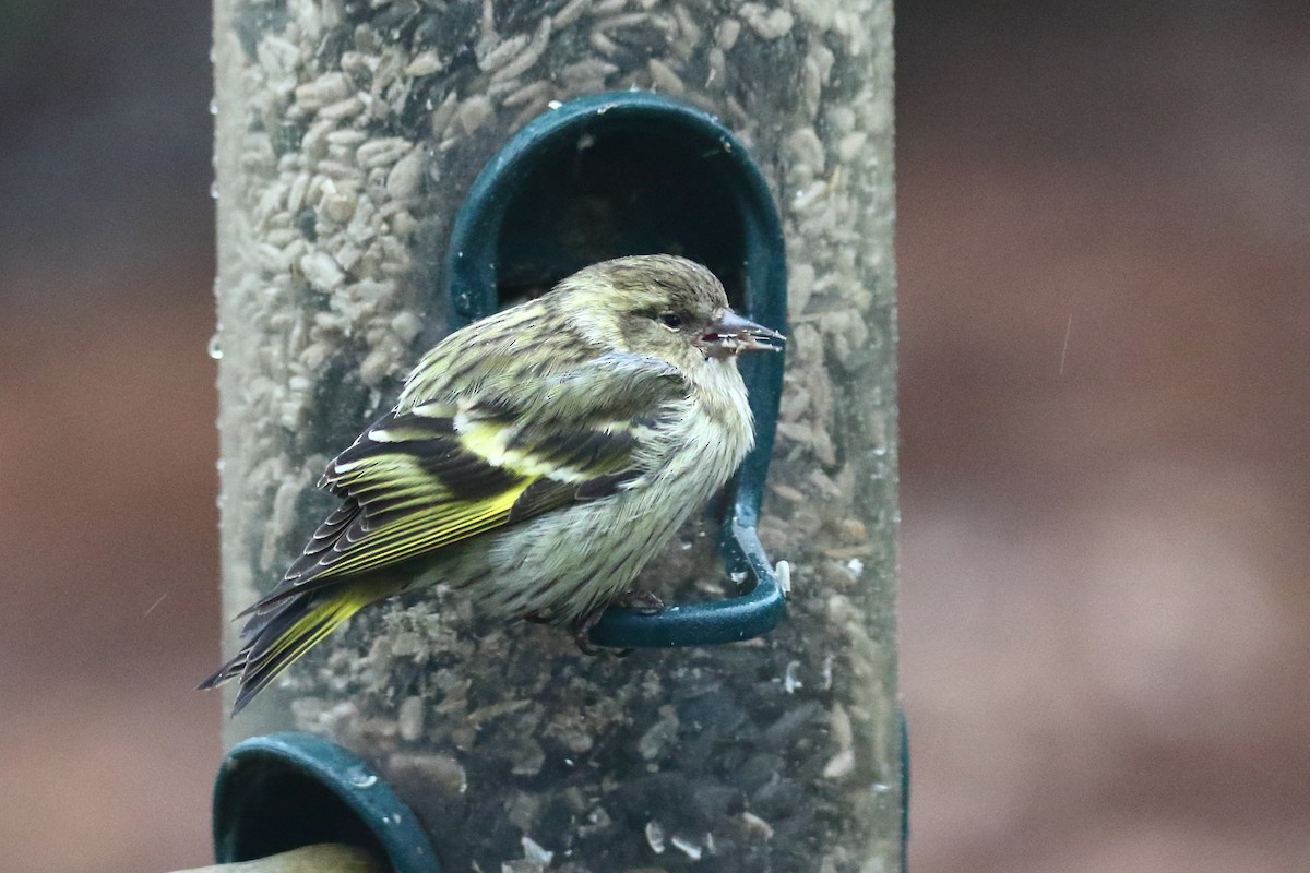 Pine Siskin (green morph) - ML293110771