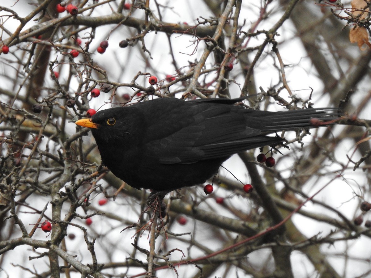 Eurasian Blackbird - ML293111741