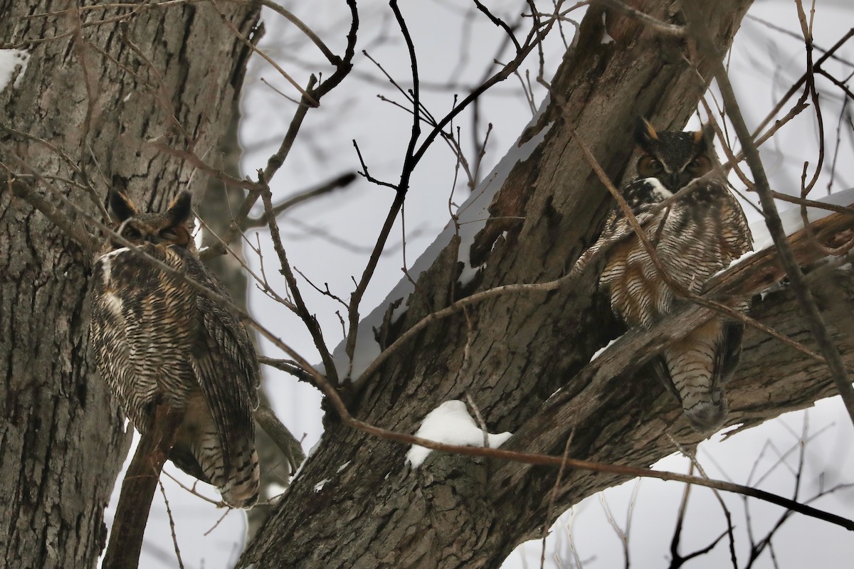 Great Horned Owl - Joe Luedtke