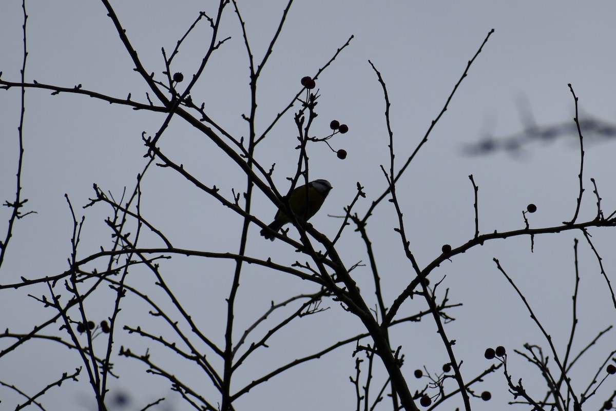 Eurasian Blue Tit - ML293112591