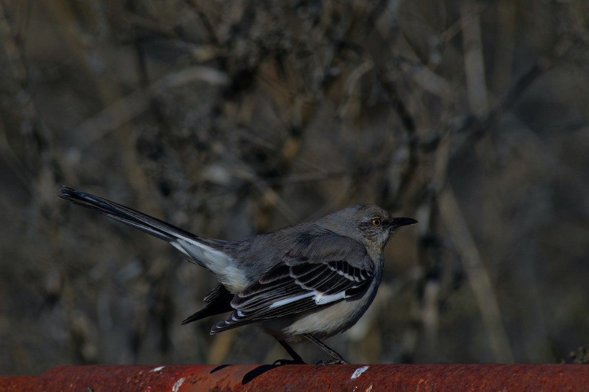 Northern Mockingbird - ML293112701