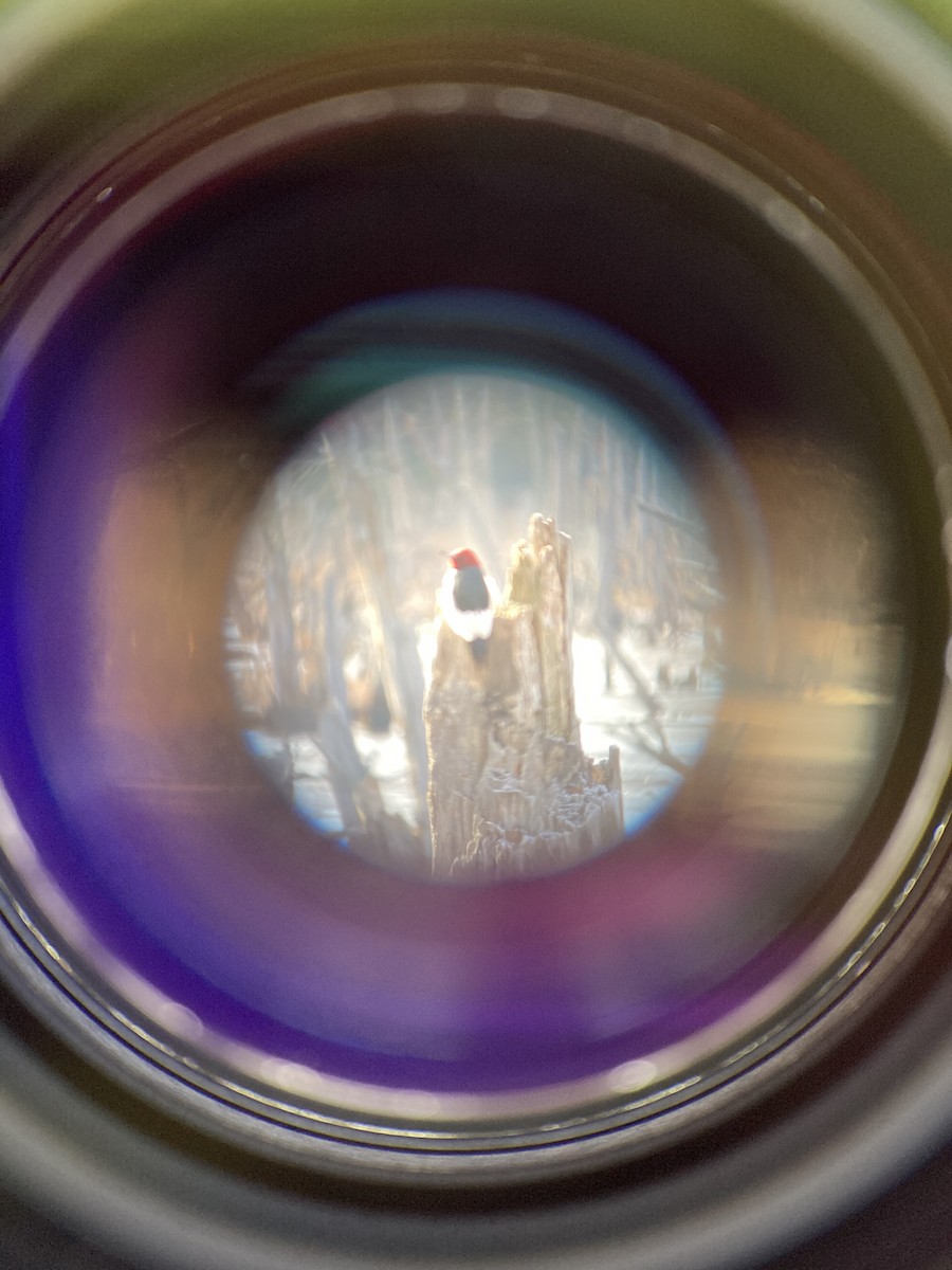 Red-headed Woodpecker - Mary Lou Kaufman