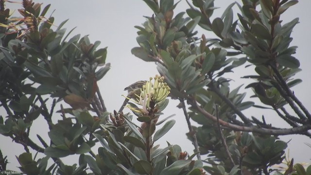 Plain-colored Seedeater - ML293113211