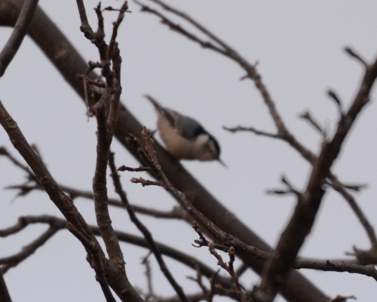 White-breasted Nuthatch - ML293114171