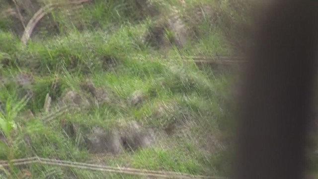 Smoky Warbler - ML293114951