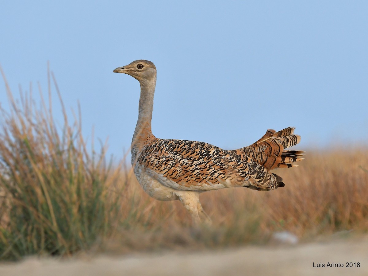 Great Bustard - ML293115041