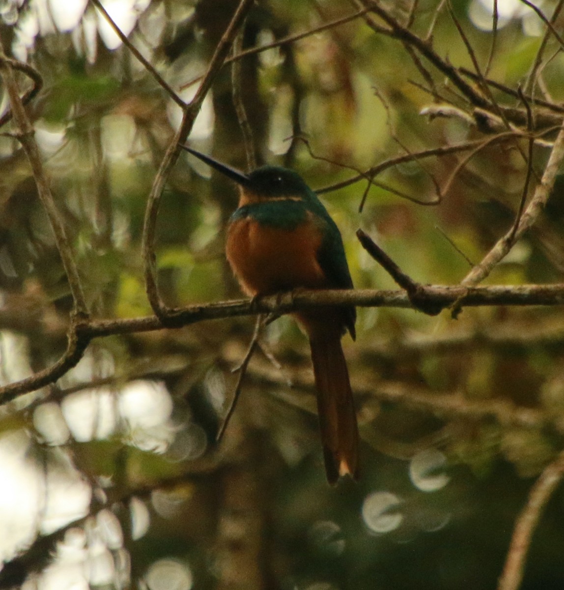 Rufous-tailed Jacamar - ML293116181