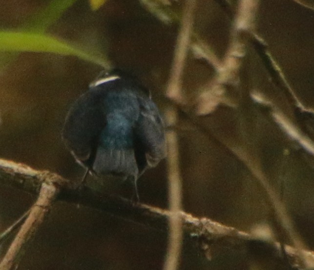 White-ruffed Manakin - ML293116851