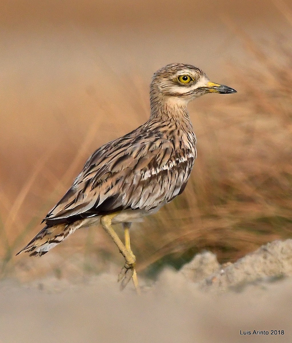 Eurasian Thick-knee - ML293116931