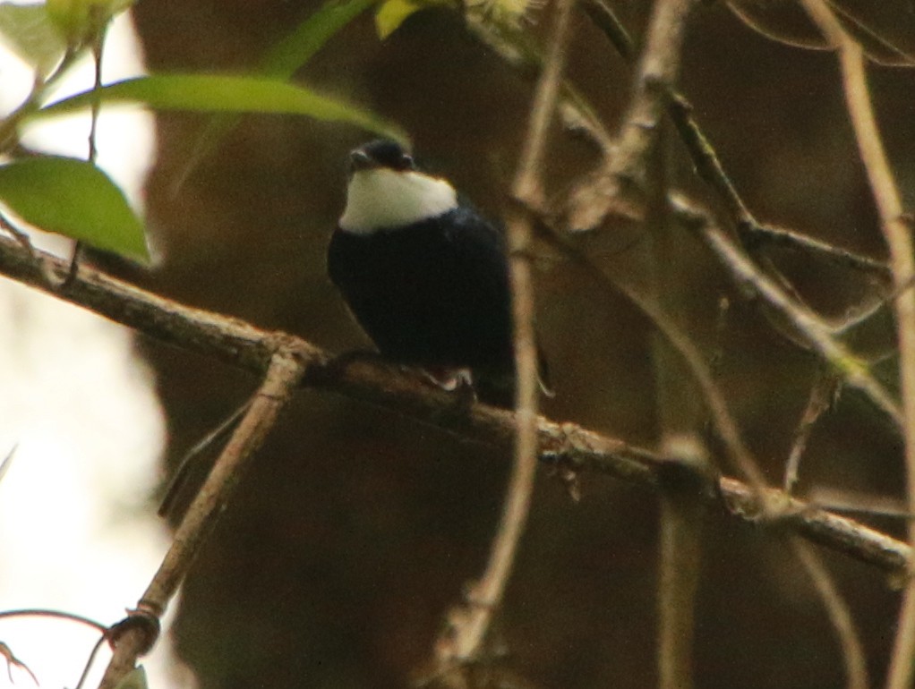 White-ruffed Manakin - ML293117071