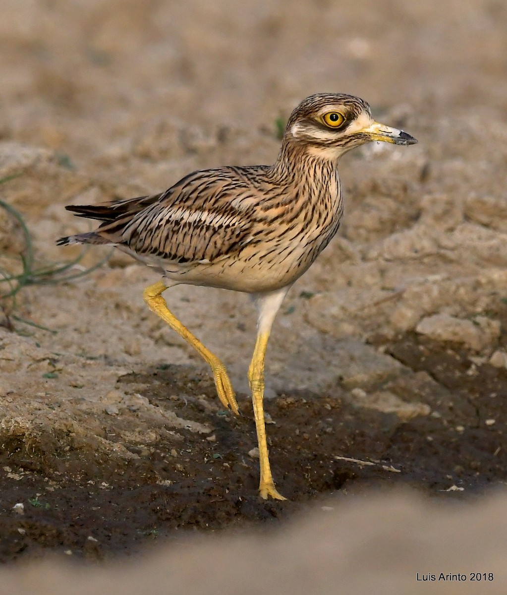 Eurasian Thick-knee - ML293117491