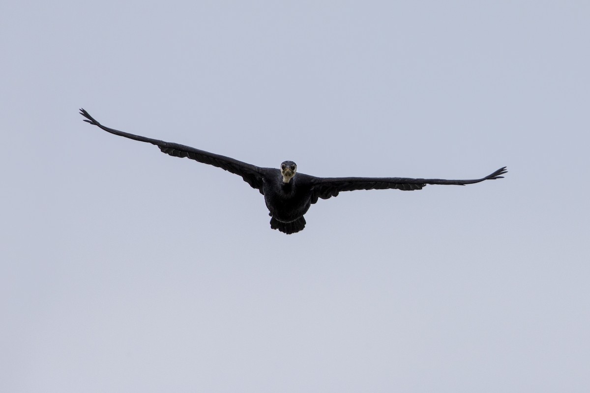 Little Pied Cormorant - ML293117821