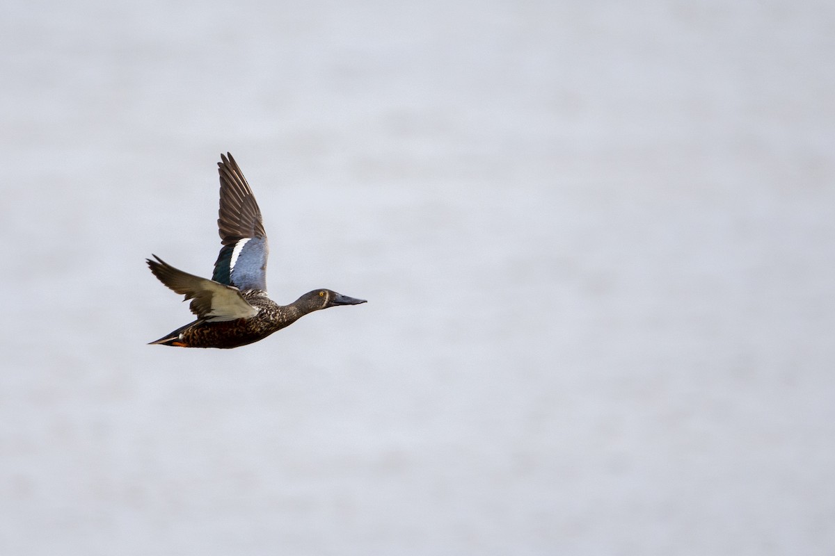 Australasian Shoveler - ML293117891