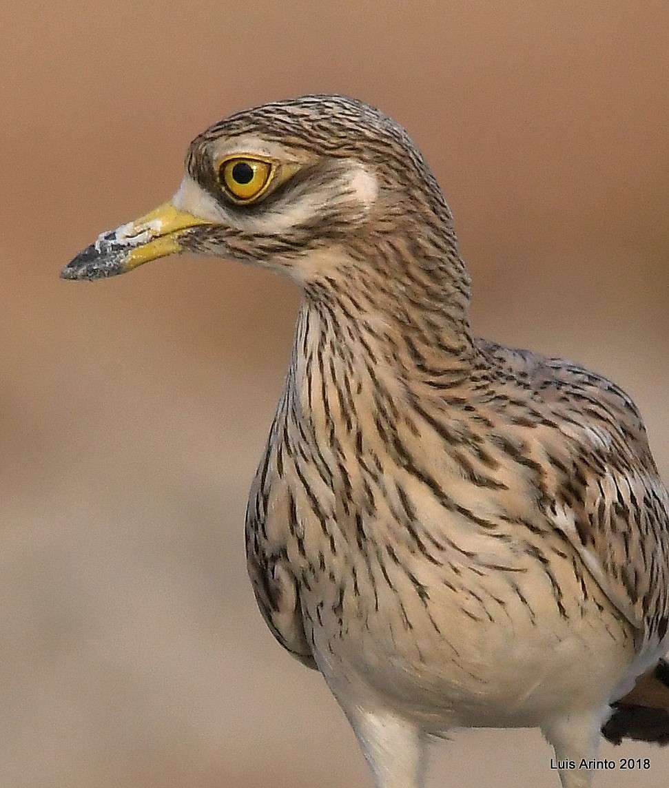 Eurasian Thick-knee - Luis Arinto