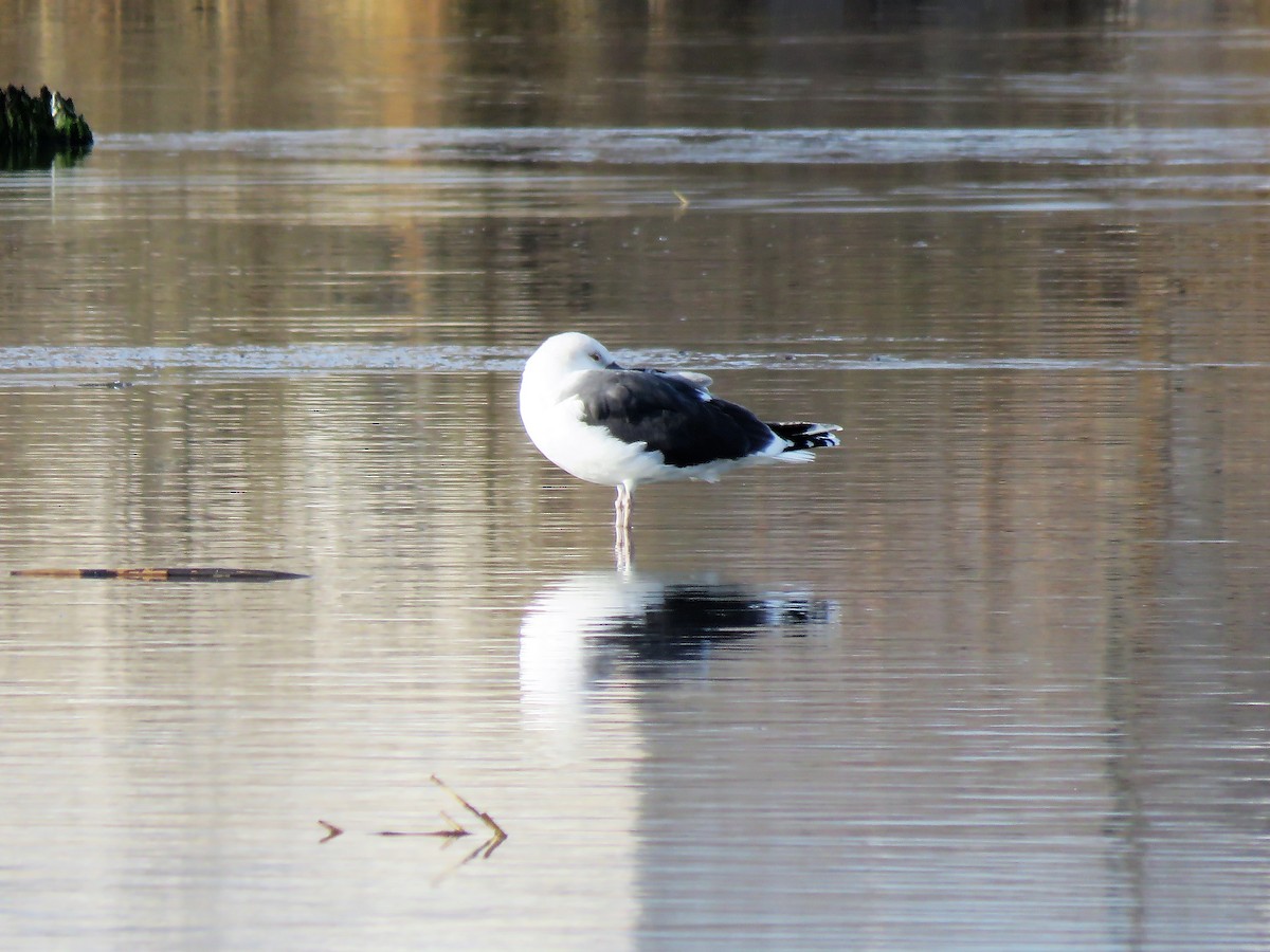 Great Black-backed Gull - John Fagan